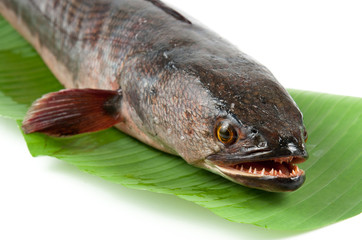 Giant snakehead fish on white background.