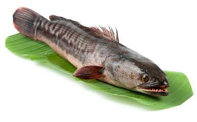 Giant snakehead fish on white background.