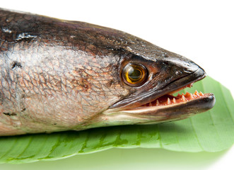 Giant snakehead fish on white background.