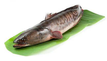 Giant snakehead fish on white background.