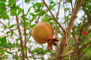 Pomegranate Fruit on Tree Branch