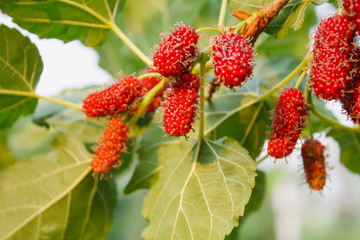 Fresh mulberry on tree