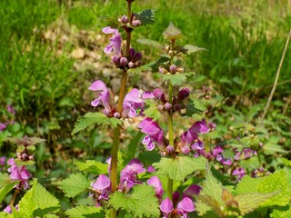 Dead nettle on meadow