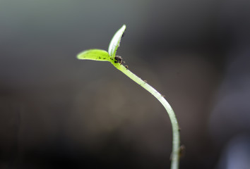 summer seedling seed sunflower