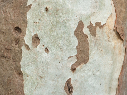 Close up of eucalyptus tree bark, background