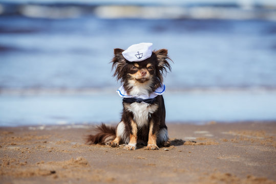 adorable chihuahua dog in a sailor hat sitting on the beach
