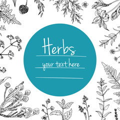 Herbs and flowers painted black line. Space for text. Vector drawing. Template with a sketch of herbs.