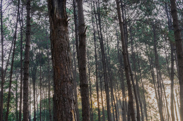 pine trees at Pang Ung, Mae Hong Son Province, Thailand