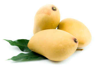 Yellow mango isolated on white background
