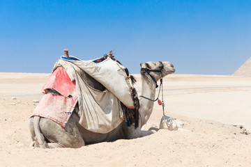 Fototapeta premium A colorfully saddled camel waits