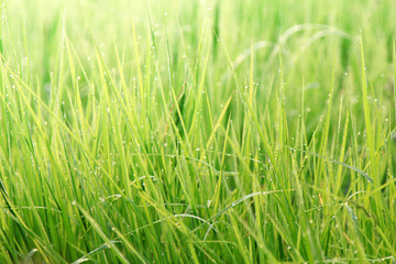 Nature grass field rice background