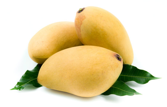 Yellow mango isolated on white background