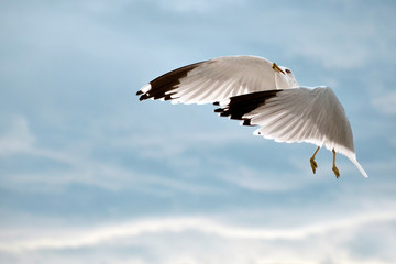 Seagull in Flight