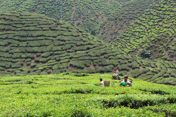 Tea Plantation