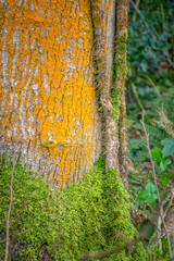 Yellow lichen and green moss on a tree trunk in a mature forest.