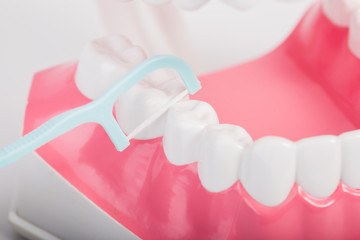 dental floss and teeth model