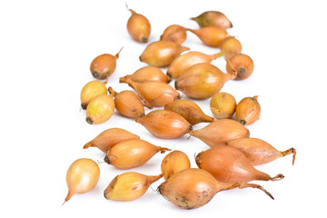 Fresh Onion on White Background