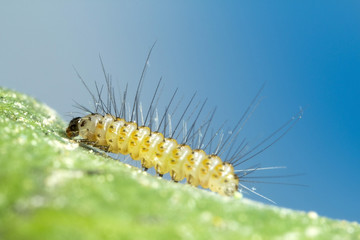3mm (one eighth of an inch) long Tiger Ruby Moth Caterpillar