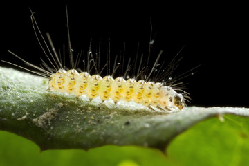 3mm (one eighth of an inch) long Tiger Ruby Moth Caterpillar