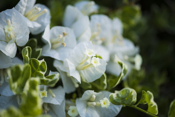 White bouganvilla blossoms