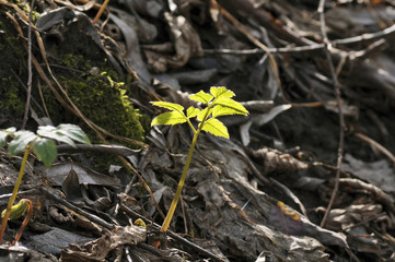 Зеленый росток тянется к свету