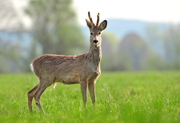 Wild roe deer in coat changing process