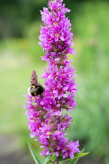 Loosestrife flower. Lythrum salicaria