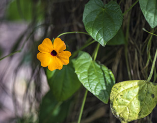 Black-eyed Susan vine