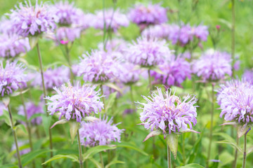 Monarda flowers. Monarda didyma