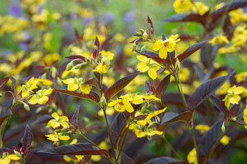 Flowers loosestrife. Lysimachia ciliate