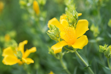 Flowers  Hypericum perforatum