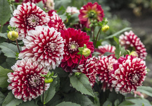 Bush of red and white dahlias in the garden