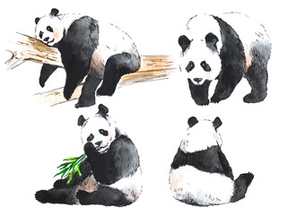 Naklejka premium Akwarela czarno-białe cztery pandy