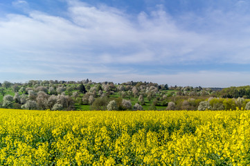 Obraz premium Blühender Raps, im Hintergrund blühende Obstbäume - Brassica napus