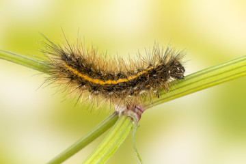 Hairy Caterpillar (Tiger Ruby Moth)