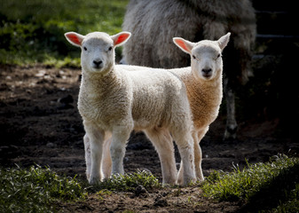 push me pull you, pair of lambs in spring