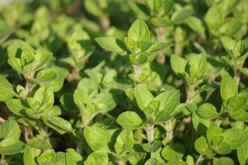 Oregano