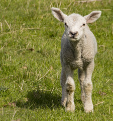 Solitary lamb in field in spring