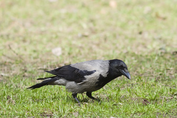 Hooded Crow, Corvus Cornix, searching for food portrait in spring grass, selective focus, shallow DOF