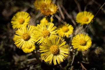 Blühender Huflattich