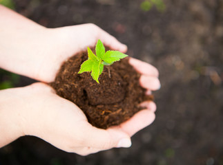 Female hands keeping young plant against the soil. Ecology conce