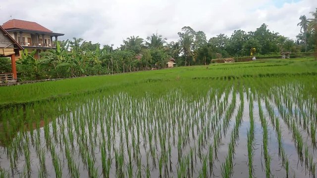 Rice field irrigated with water. Panorama