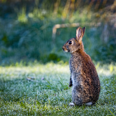 2 Wild common rabbit (Oryctolagus cuniculus) sitting on hind in a meadow on a frosty morning surrounded by grass and dew 