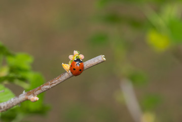 Ladybird sitting on a tiny currant flower and waiting till sun warm up surrounding air in spring...