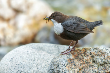White-throated dipper on a rock with insects food in its bill