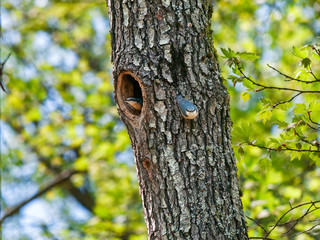 Fototapeta premium Pair of nuthatches on a tree with a cavity