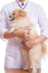 the vet keeps dogs, Spitz and listens to a stethoscope, isolated background