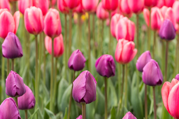 Тюльпаны в саду.