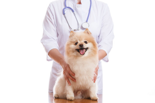 the vet holds the dog breed Spitz, on his neck a stethoscope, isolated background