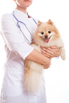 the vet holds the dog breed Spitz, on his neck a stethoscope, isolated background